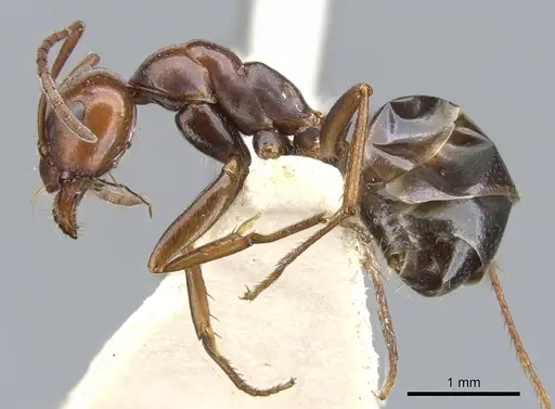 Melophorus aeneovirens - CASENT0903263