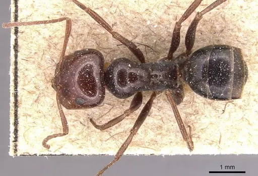 Melophorus aeneovirens - CASENT0905125