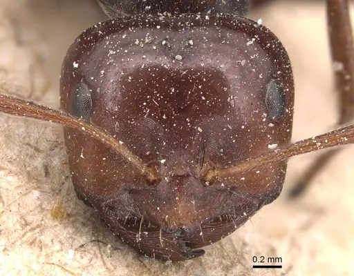 Melophorus aeneovirens - CASENT0905125