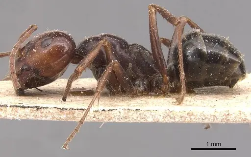 Melophorus aeneovirens - CASENT0905125