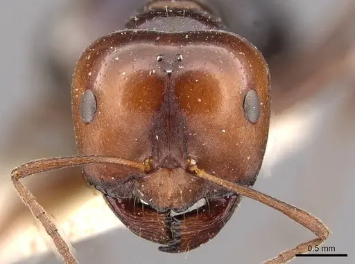 Melophorus aeneovirens - CASENT0909815
