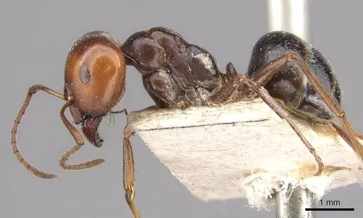 Melophorus aeneovirens - CASENT0909815