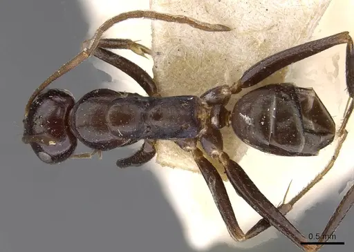 Melophorus aeneovirens - CASENT0909816