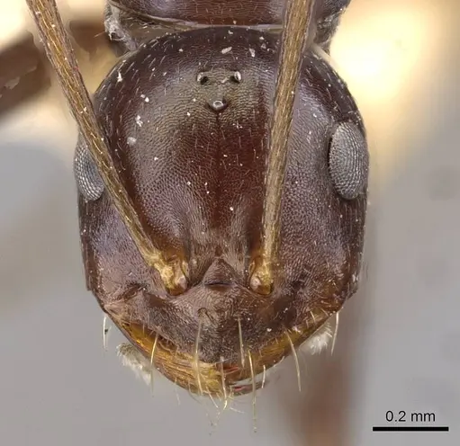 Melophorus aeneovirens - CASENT0909816