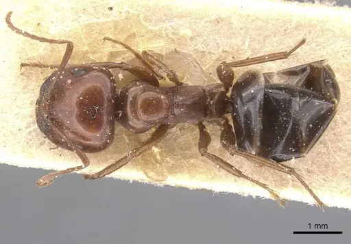 Melophorus aeneovirens - CASENT0912336