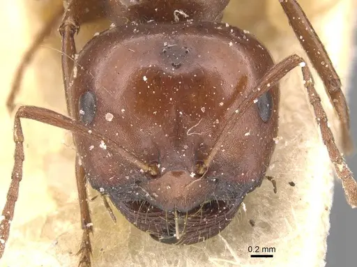 Melophorus aeneovirens - CASENT0912336