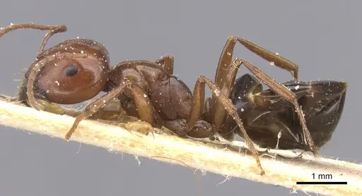 Melophorus aeneovirens - CASENT0912336