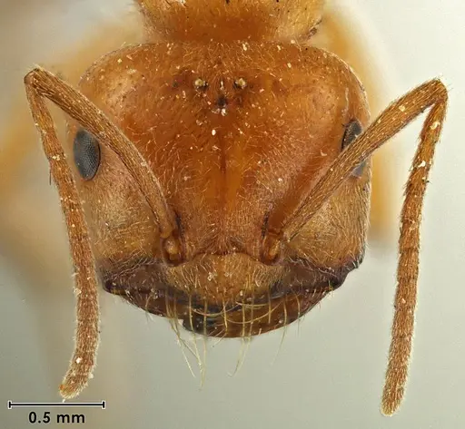 Melophorus anderseni specimen