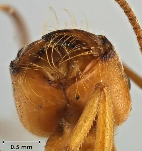 Melophorus anderseni specimen