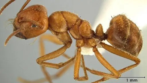 Melophorus anderseni - ANIC32-066653