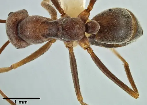 Melophorus anderseni - ANIC32-066666