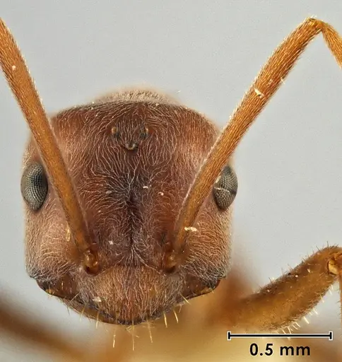 Melophorus anderseni - ANIC32-066666
