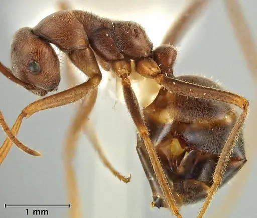 Melophorus anderseni - ANIC32-066666