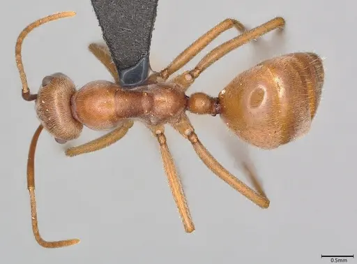 Melophorus anderseni - ANTWEB1053772