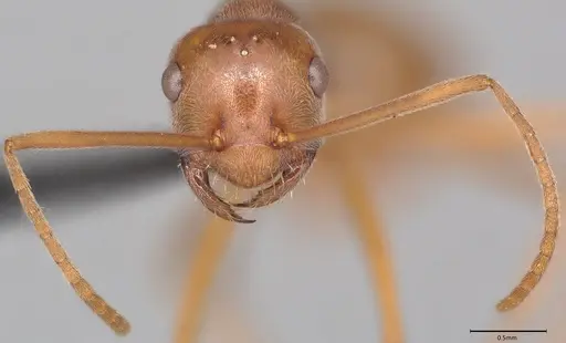 Melophorus anderseni - ANTWEB1053772