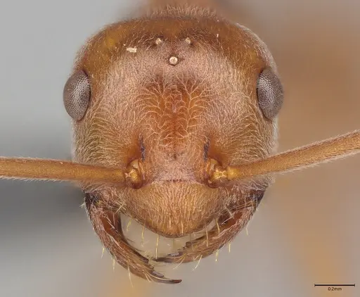 Melophorus anderseni - ANTWEB1053772