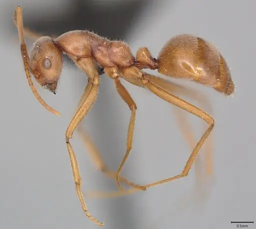 Melophorus anderseni - ANTWEB1053772
