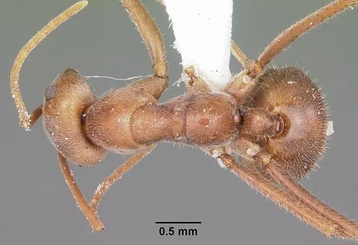 Melophorus anderseni - CASENT0104675