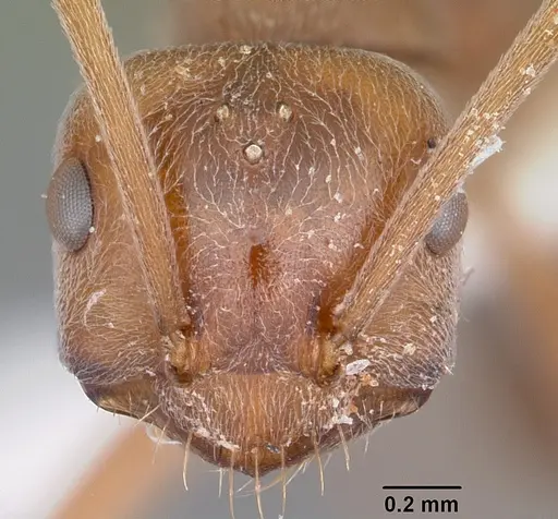 Melophorus anderseni - CASENT0104675