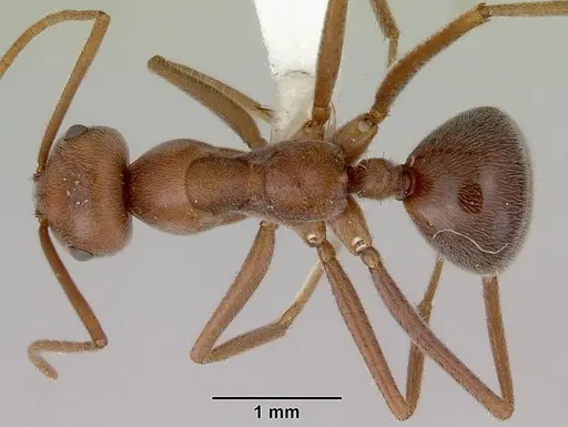 Melophorus anderseni - CASENT0172008