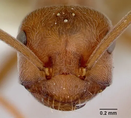 Melophorus anderseni - CASENT0172008