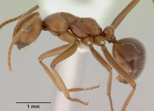 Melophorus anderseni - CASENT0172008