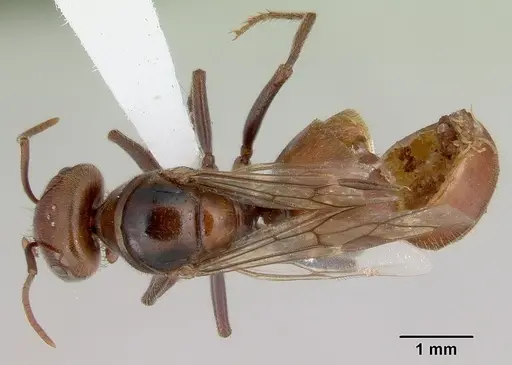 Melophorus anderseni - CASENT0172009