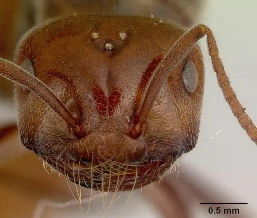 Melophorus anderseni - CASENT0172009