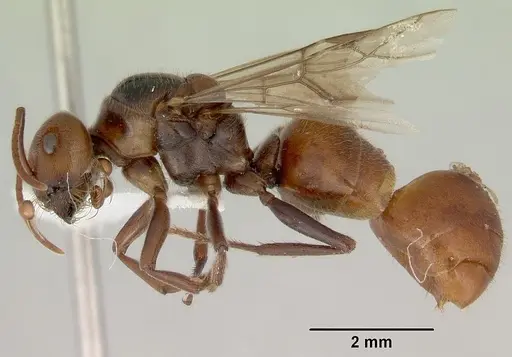 Melophorus anderseni - CASENT0172009
