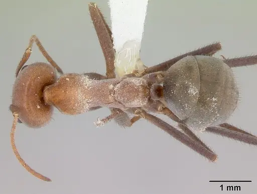Melophorus anderseni - CASENT0173919