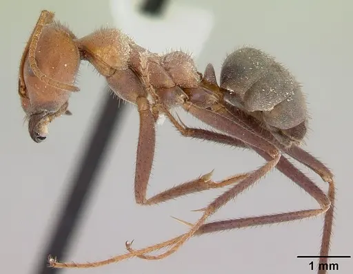 Melophorus anderseni - CASENT0173919