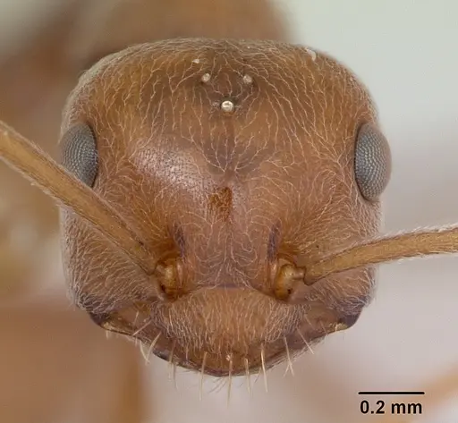 Melophorus anderseni - CASENT0173920