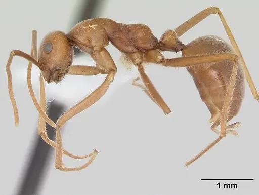 Melophorus anderseni - CASENT0173920