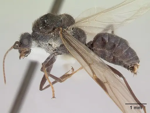 Melophorus anderseni - CASENT0173921