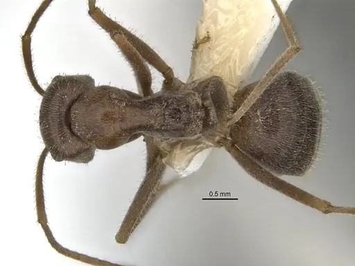 Melophorus andersenioides specimen