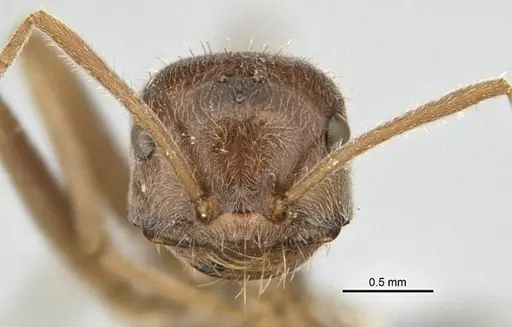 Melophorus andersenioides specimen