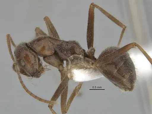 Melophorus andersenioides specimen