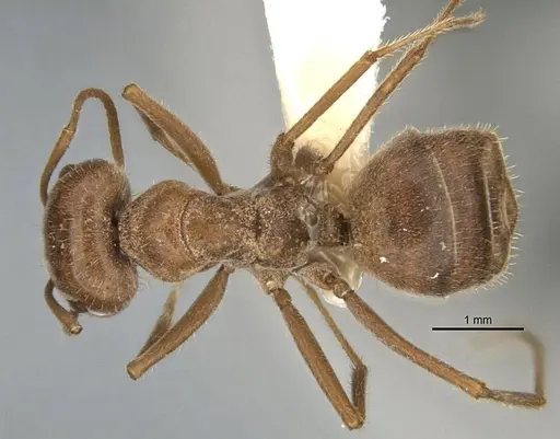 Melophorus andersenioides - ANIC32-900082-2