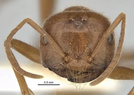 Melophorus andersenioides - ANIC32-900082-2