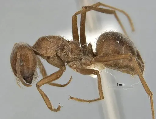Melophorus andersenioides - ANIC32-900082-2