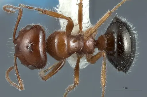 Melophorus ankylochaetes specimen