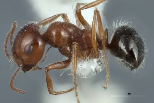 Melophorus ankylochaetes specimen