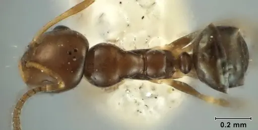 Melophorus argus specimen