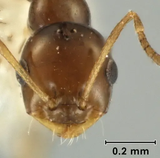 Melophorus argus specimen