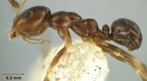 Melophorus argus specimen