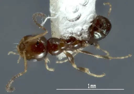 Melophorus argus - ANIC32-066597-2