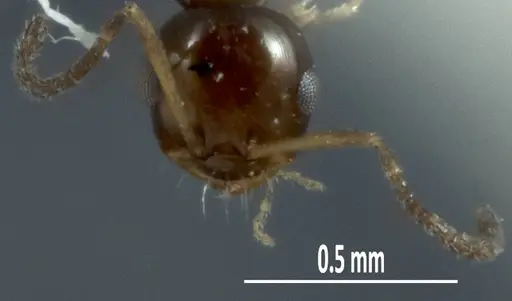 Melophorus argus - ANIC32-066597-2