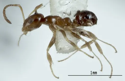 Melophorus argus - ANIC32-066597-2