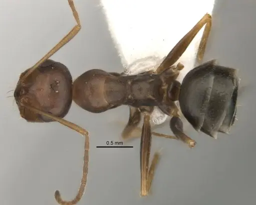 Melophorus attenuipes specimen
