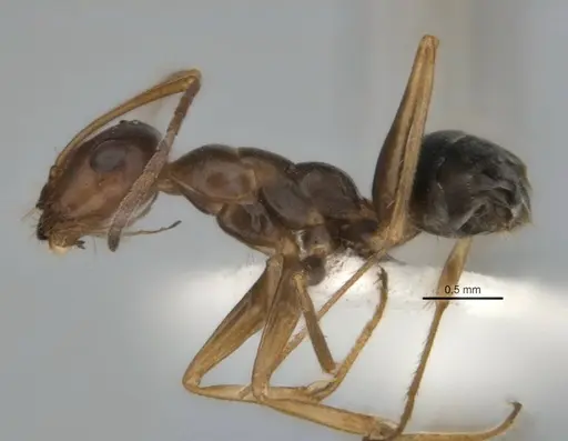 Melophorus attenuipes specimen